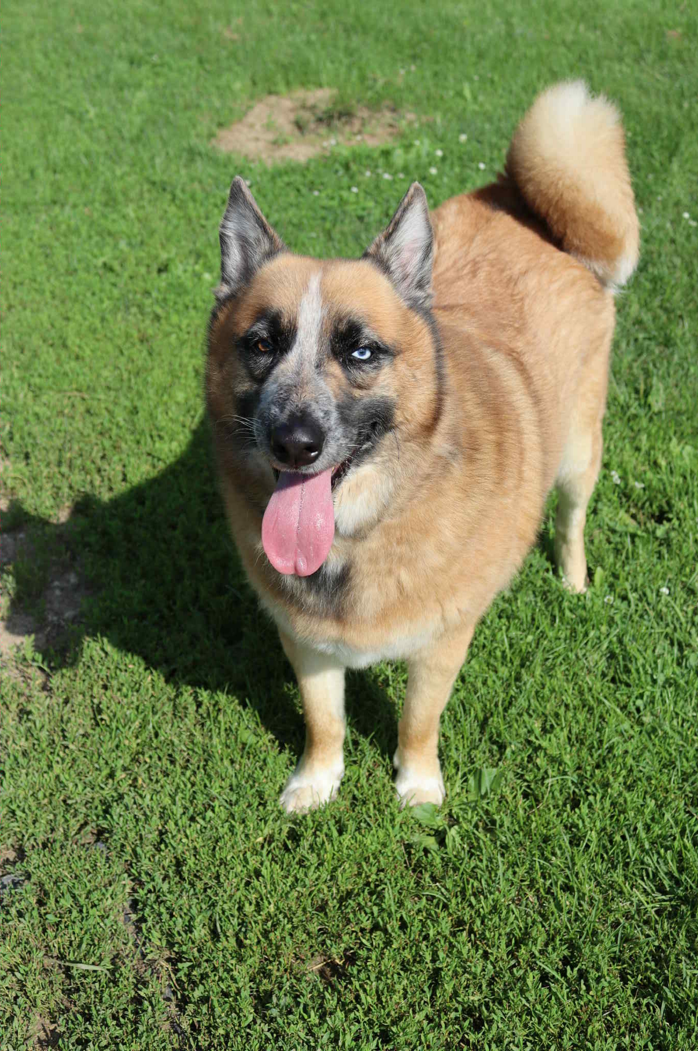 Lucky (Sponsored Fee), an adoptable Australian Cattle Dog / Blue Heeler, Husky in Austin, MN, 55912 | Photo Image 1