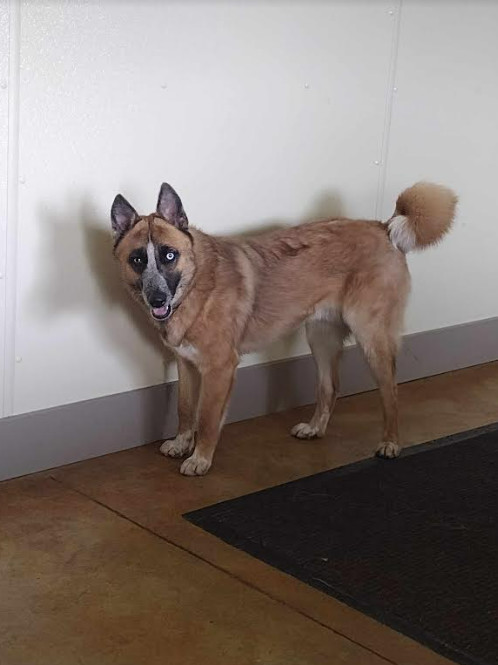 Lucky (Sponsored Fee), an adoptable Australian Cattle Dog / Blue Heeler, Husky in Austin, MN, 55912 | Photo Image 2