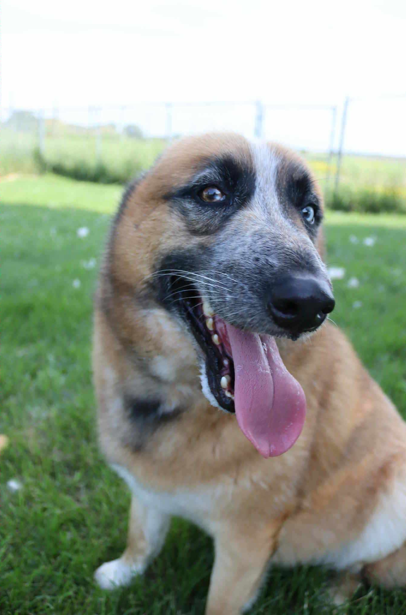 Lucky (Sponsored Fee), an adoptable Australian Cattle Dog / Blue Heeler, Husky in Austin, MN, 55912 | Photo Image 2