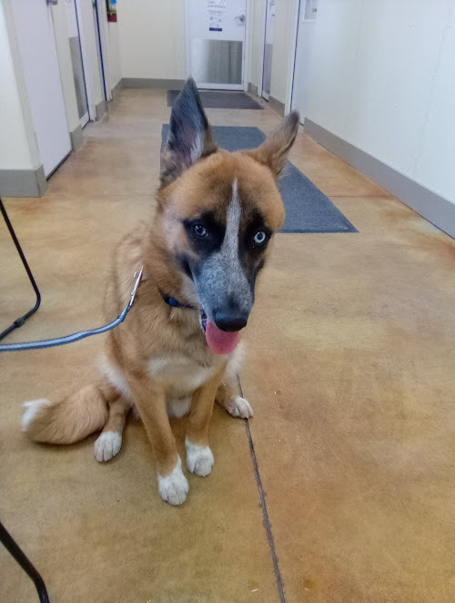 Lucky (Sponsored Fee), an adoptable Australian Cattle Dog / Blue Heeler, Husky in Austin, MN, 55912 | Photo Image 3