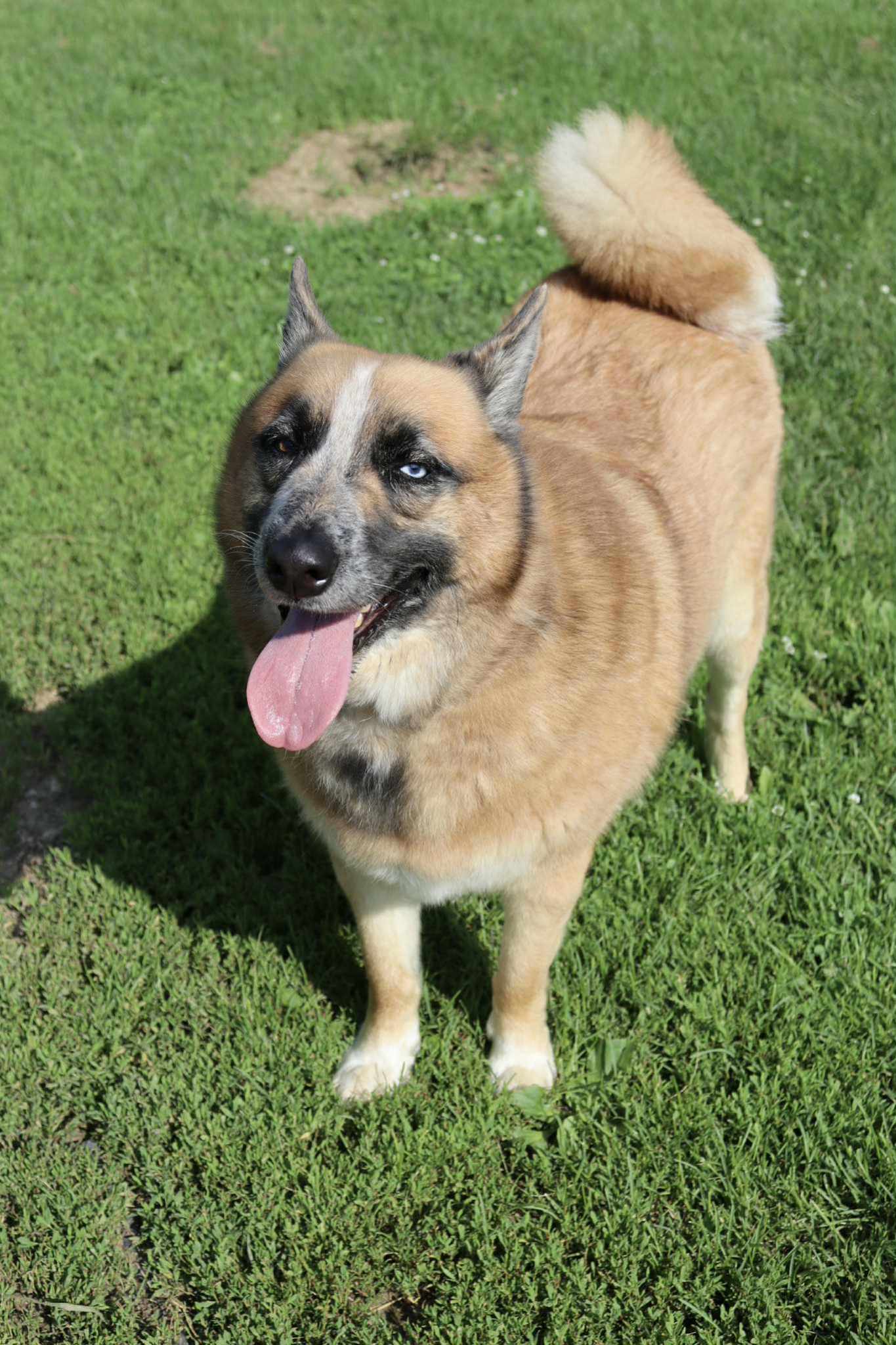 Lucky (Sponsored Fee), an adoptable Australian Cattle Dog / Blue Heeler, Husky in Austin, MN, 55912 | Photo Image 3