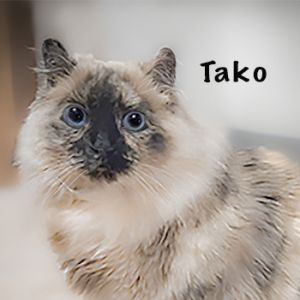 petfinder ragdoll