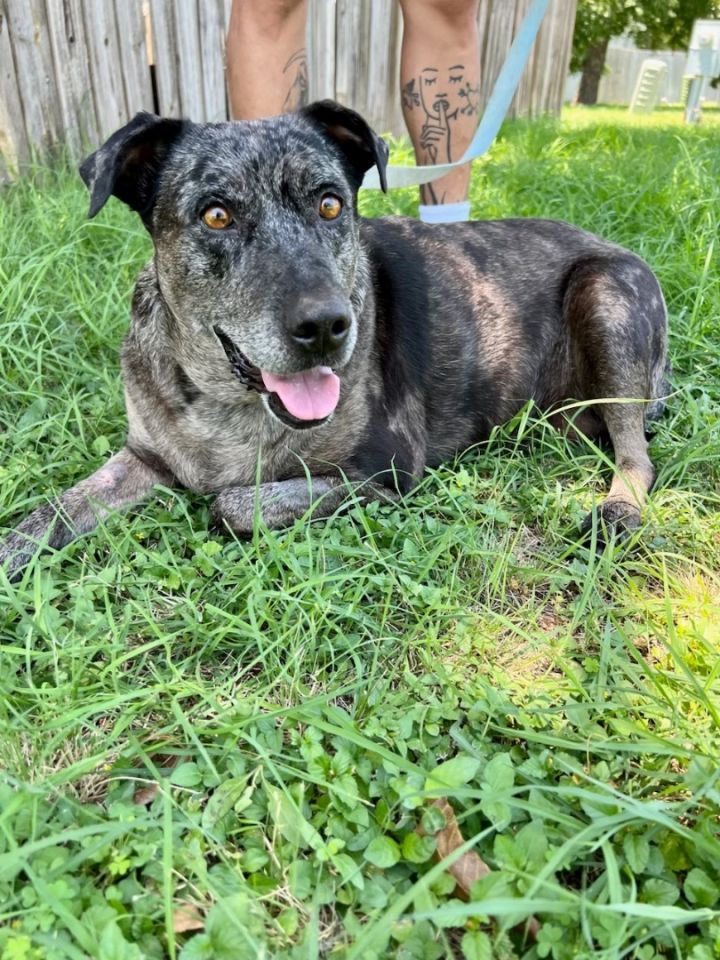 Pepper, an adoptable Catahoula Leopard Dog Mix in Uvalde, TX_image-1