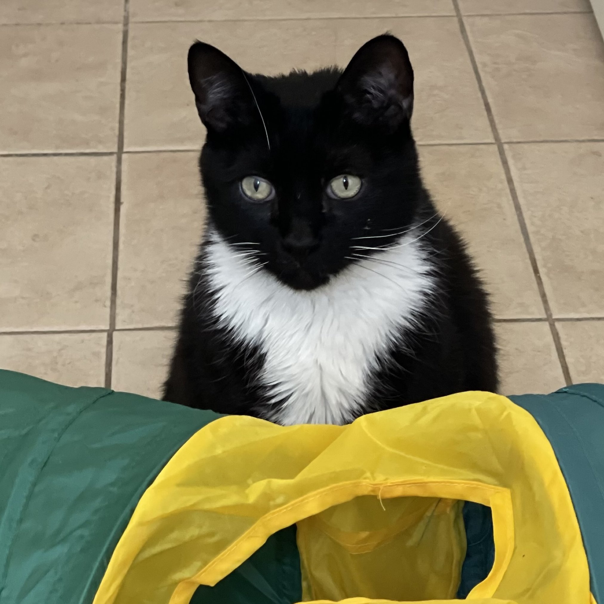 Jonesy [Permanent Foster], an adoptable Domestic Short Hair in Santa Fe, NM, 87501 | Photo Image 1