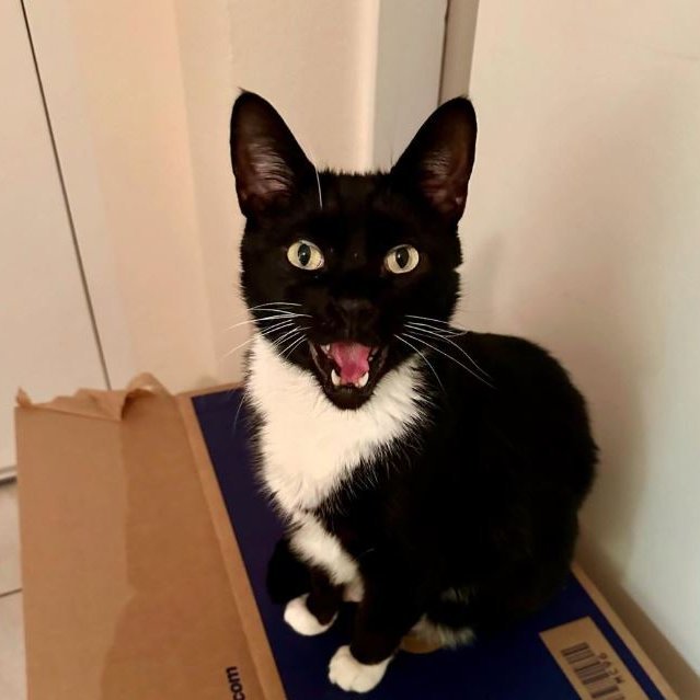 Jonesy [Permanent Foster]