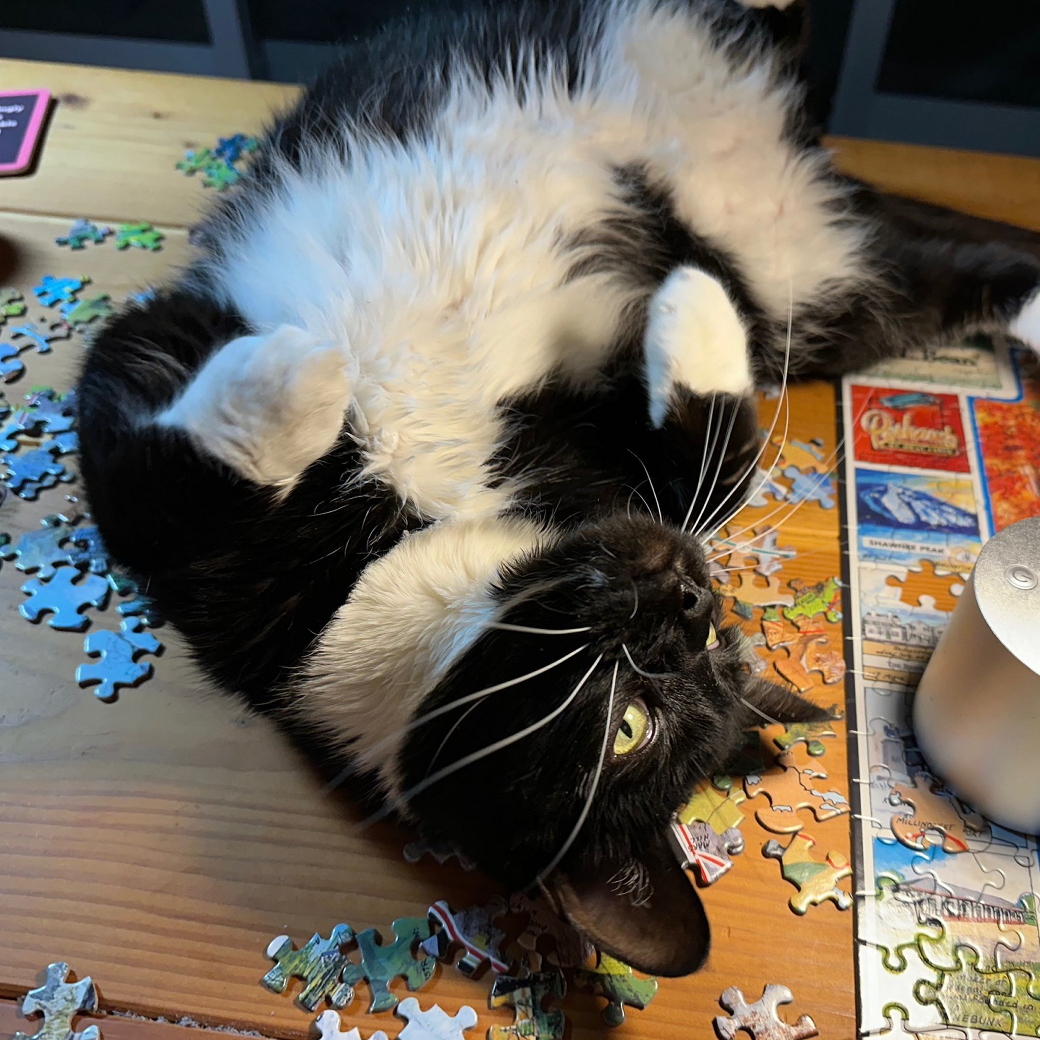 Jonesy [Permanent Foster], an adoptable Domestic Short Hair in Santa Fe, NM, 87501 | Photo Image 2