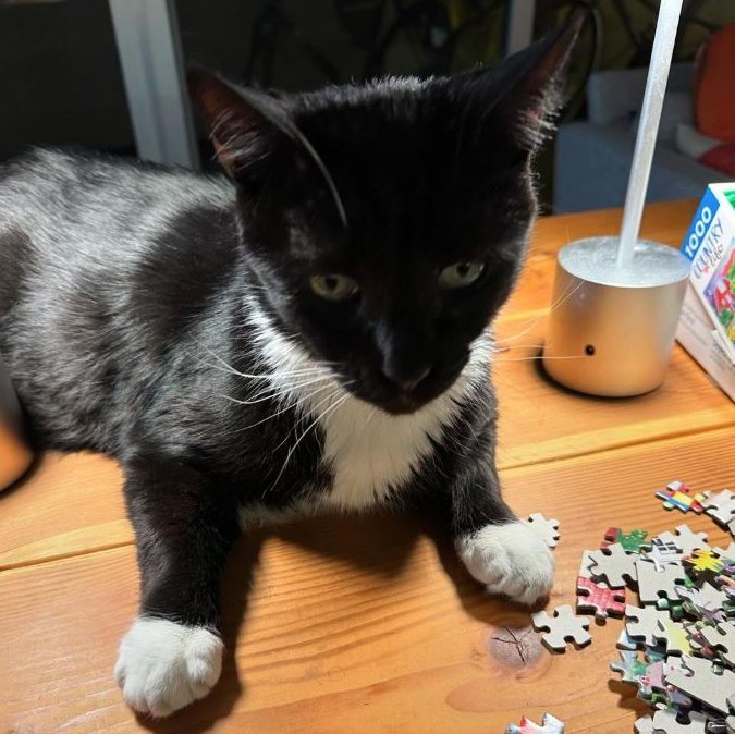 Jonesy [Permanent Foster], an adoptable Domestic Short Hair in Santa Fe, NM, 87501 | Photo Image 3