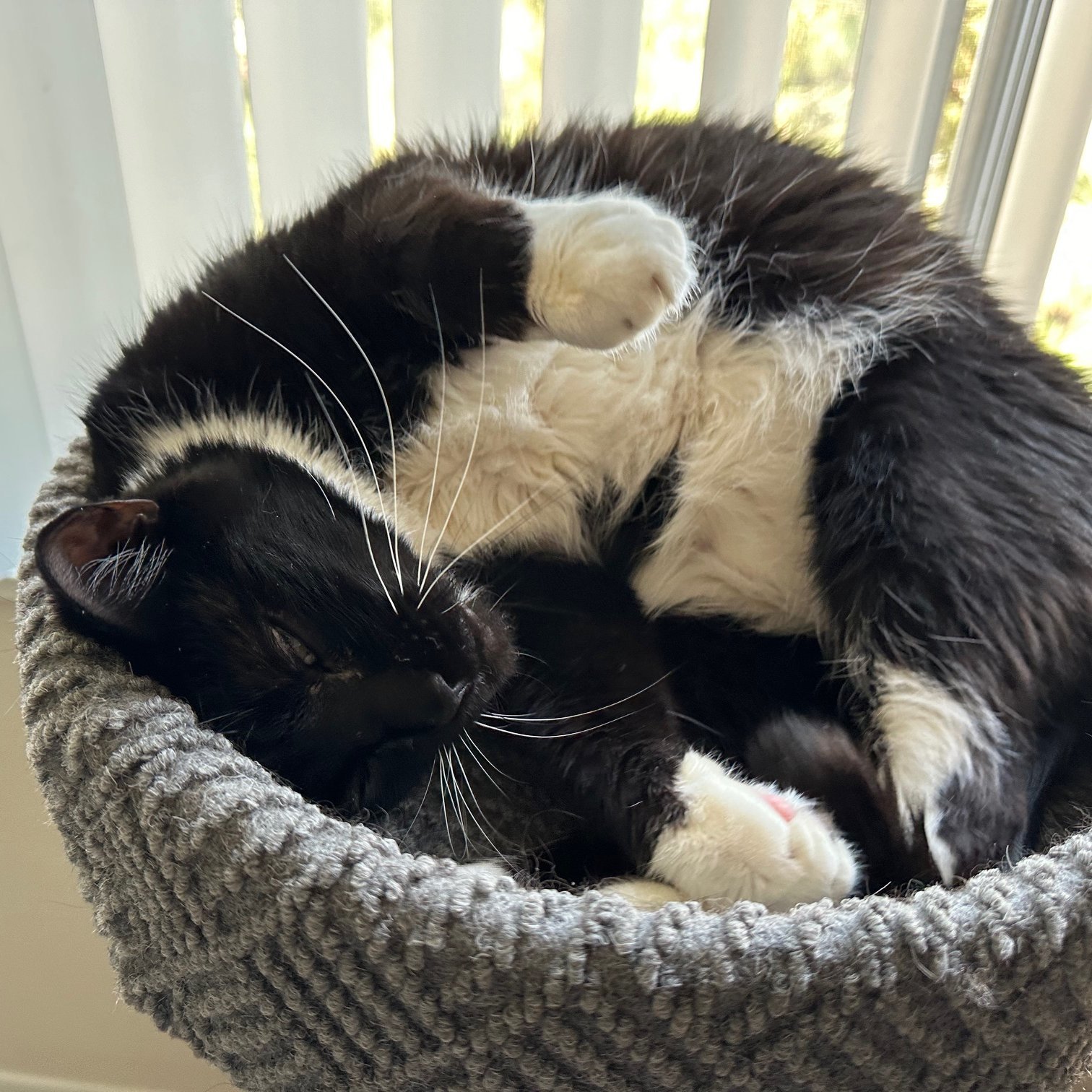 Jonesy [Permanent Foster], an adoptable Domestic Short Hair in Santa Fe, NM, 87501 | Photo Image 5