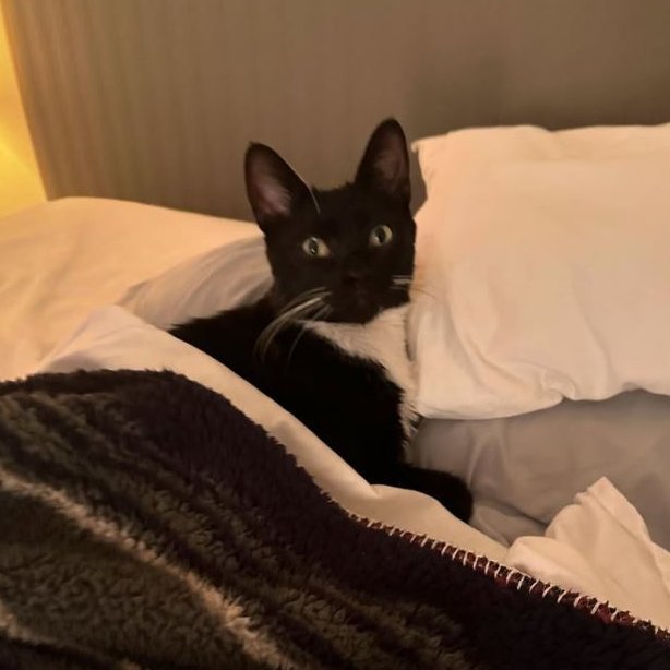 Jonesy [Permanent Foster]