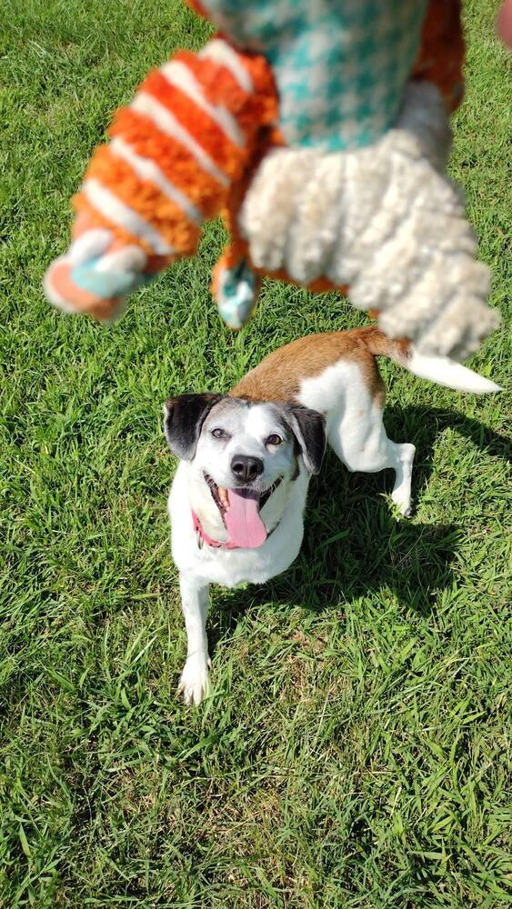 Archie - Updated Profile!, an adoptable Beagle, Feist in Washington, DC, 20037 | Photo Image 1