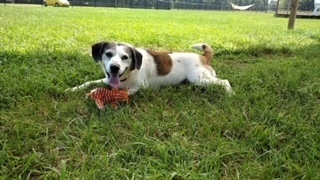 Archie - Updated Profile!, an adoptable Beagle, Feist in Washington, DC, 20037 | Photo Image 2