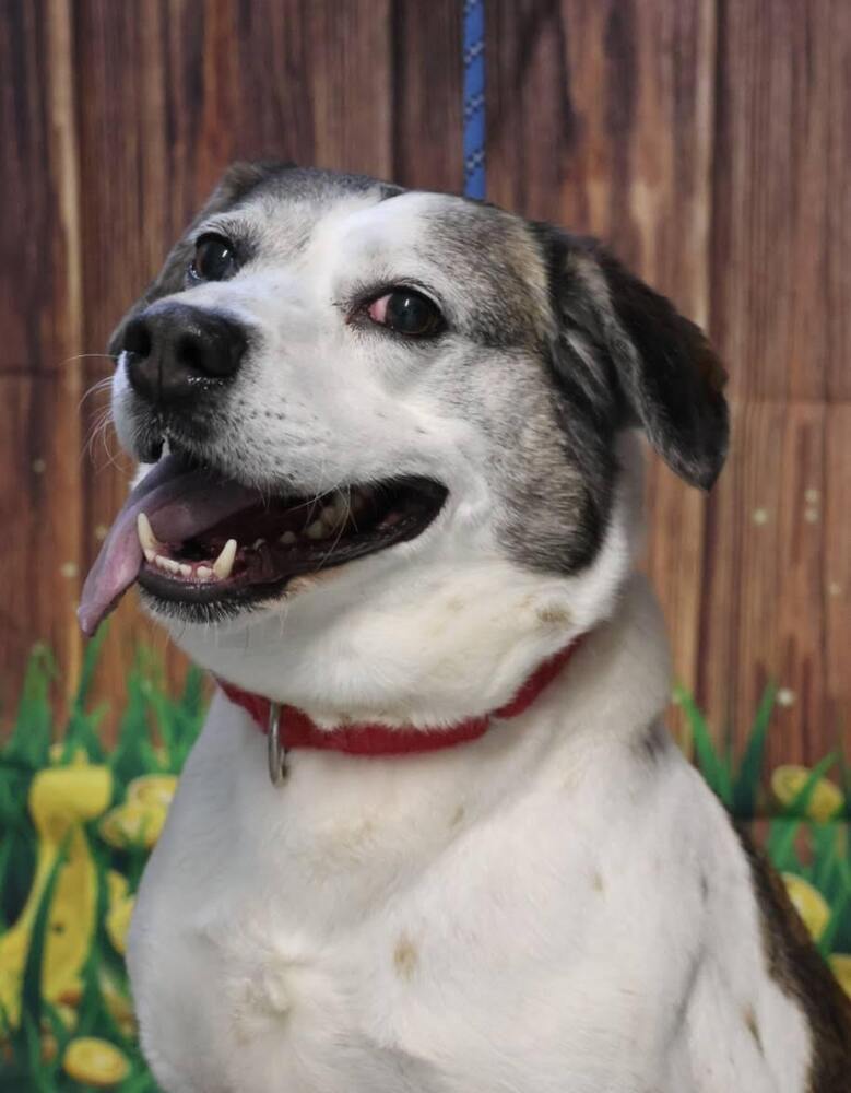 Archie - Updated Profile!, an adoptable Beagle, Feist in Washington, DC, 20037 | Photo Image 3