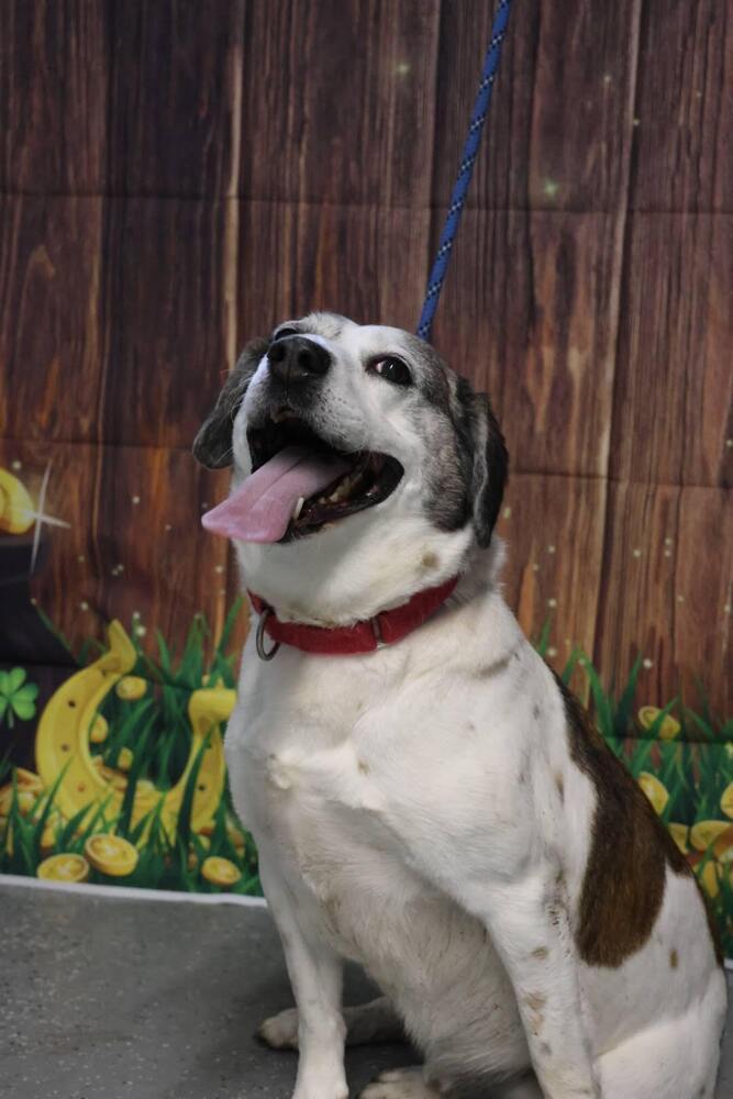 Archie - Updated Profile!, an adoptable Beagle, Feist in Washington, DC, 20037 | Photo Image 4