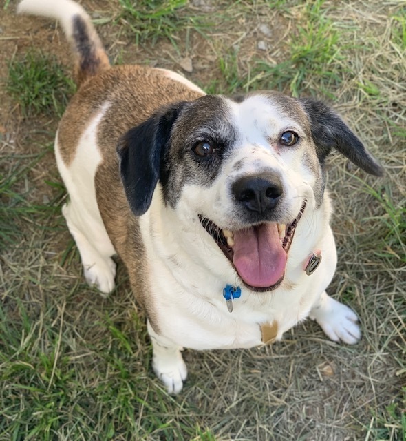 Archie - Updated Profile!, an adoptable Beagle, Feist in Washington, DC, 20037 | Photo Image 5