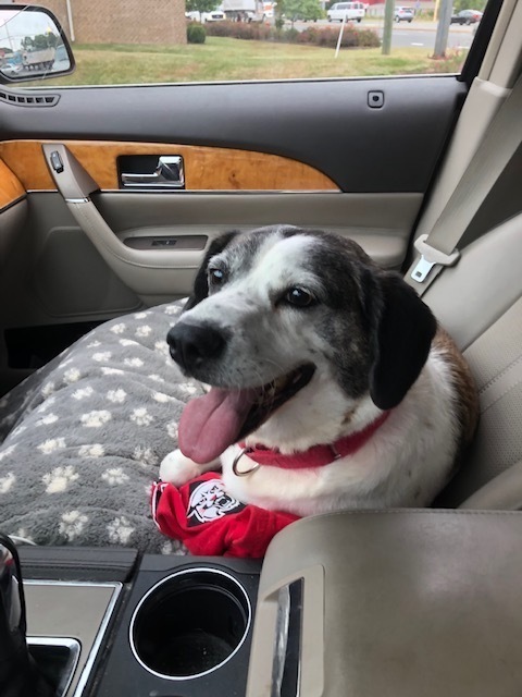 Archie - Updated Profile!, an adoptable Beagle, Feist in Washington, DC, 20037 | Photo Image 6