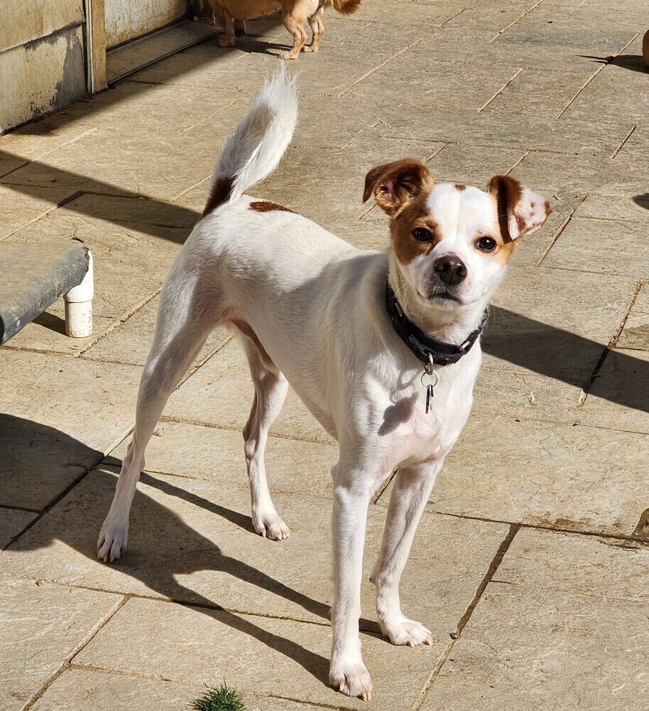 Zuko, an adoptable Jack Russell Terrier, Feist in Washington, DC, 20037 | Photo Image 3