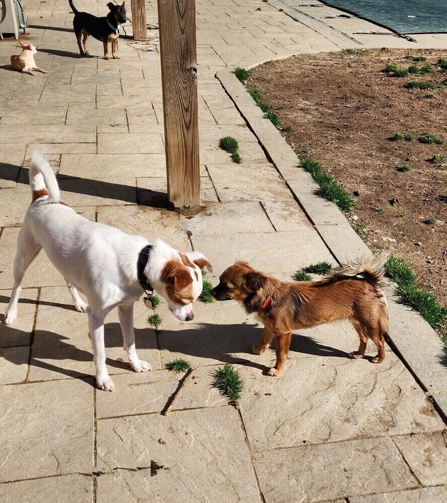 Zuko, an adoptable Jack Russell Terrier, Feist in Washington, DC, 20037 | Photo Image 4