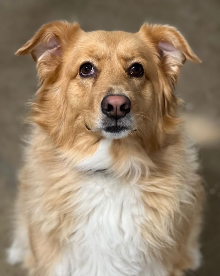 Golden australian 2024 shepherd mix