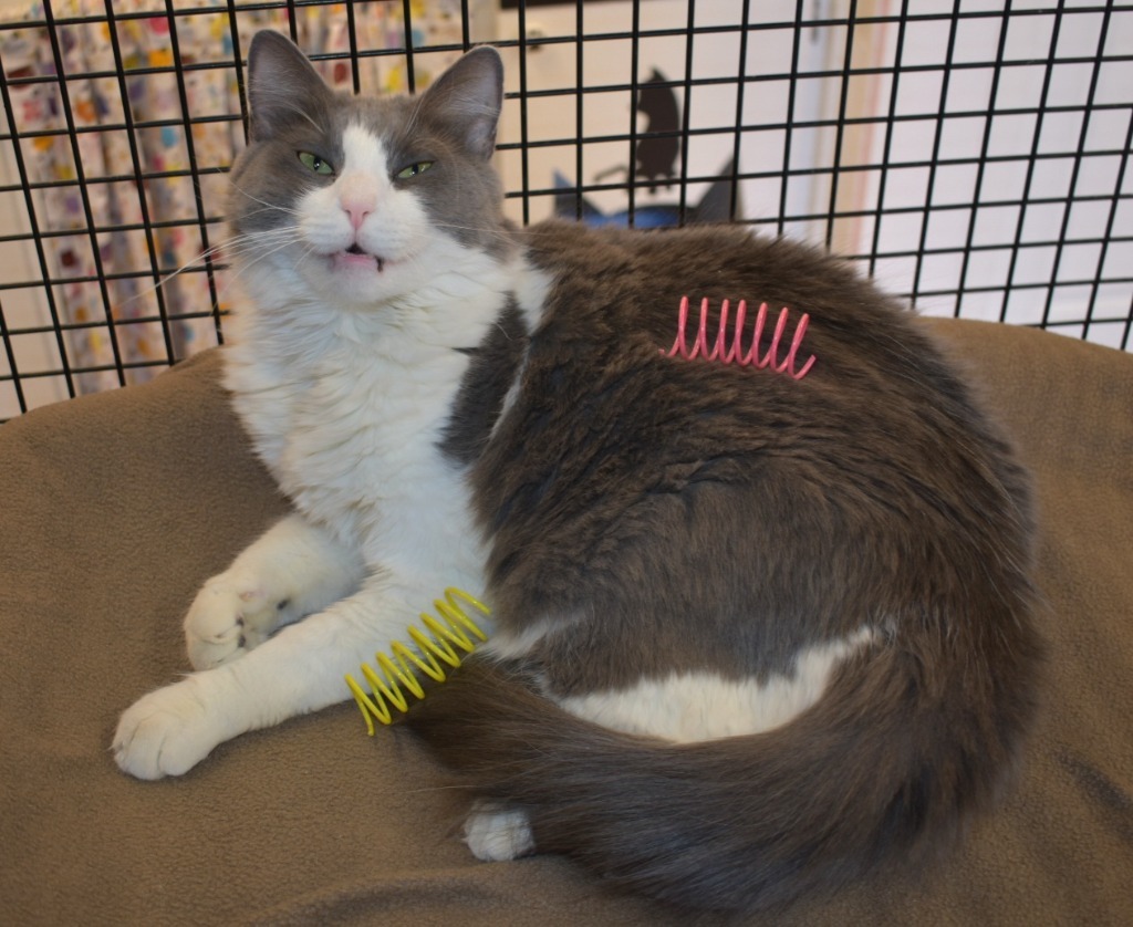 Pinkie, an adoptable Domestic Medium Hair in Youngtown, AZ, 85363 | Photo Image 1