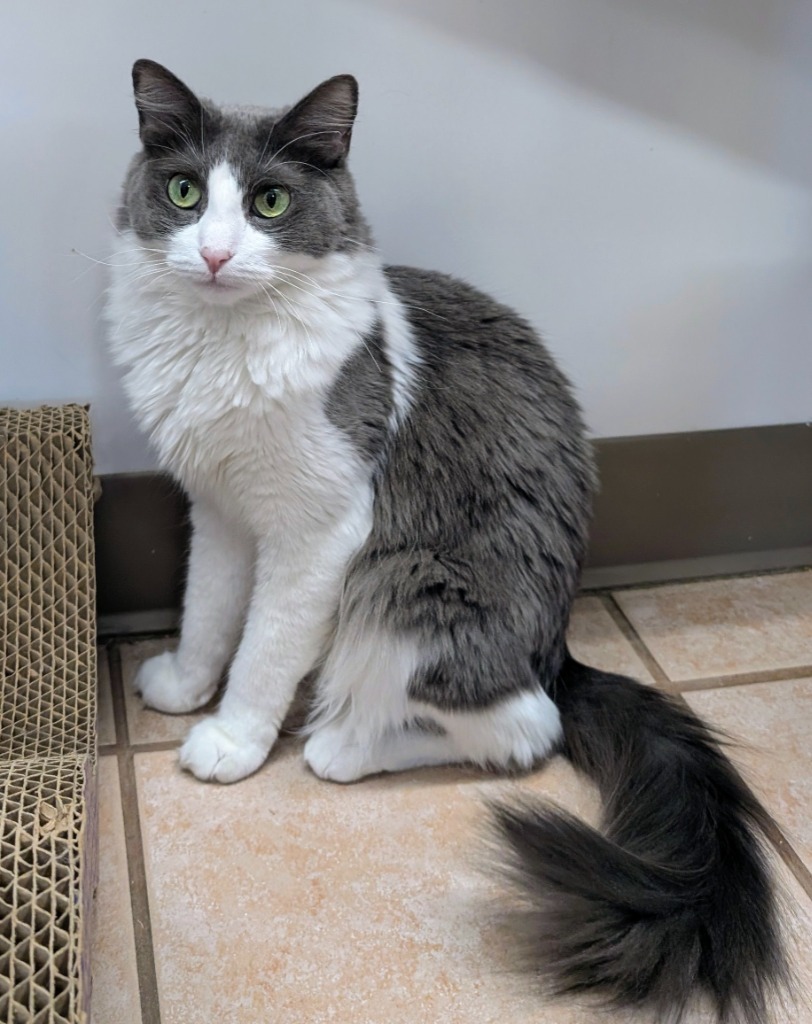 Pinkie, an adoptable Domestic Medium Hair in Peoria, AZ, 85345 | Photo Image 1