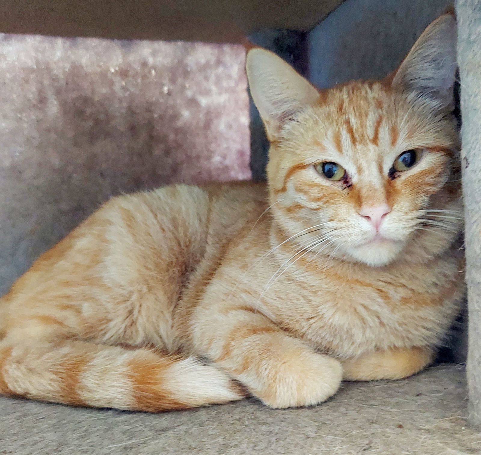 Jessie @ Petsmart, an adoptable Domestic Short Hair in Montello, WI, 53949 | Photo Image 1