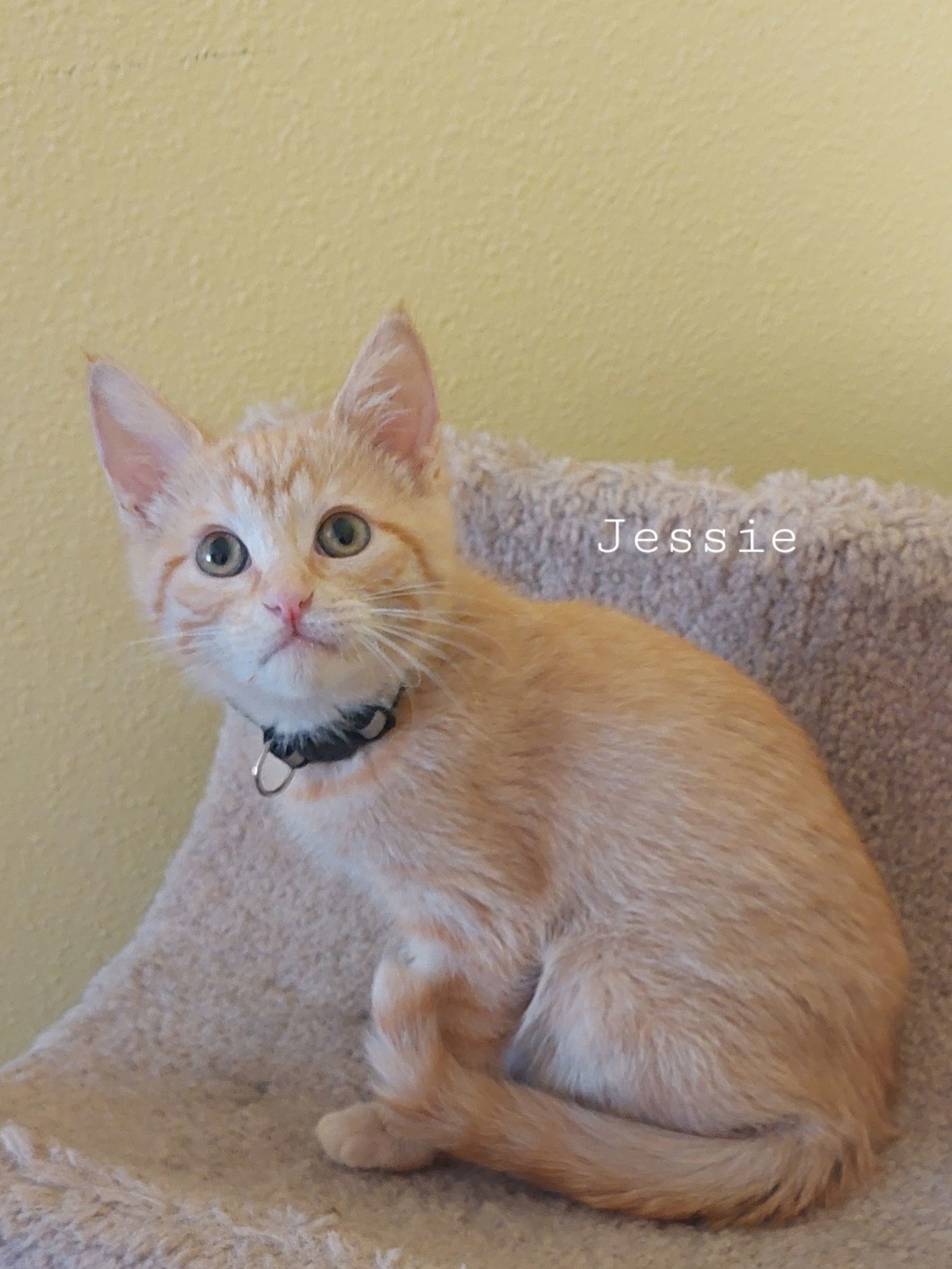 Jessie @ Petsmart, an adoptable Domestic Short Hair in Montello, WI, 53949 | Photo Image 2