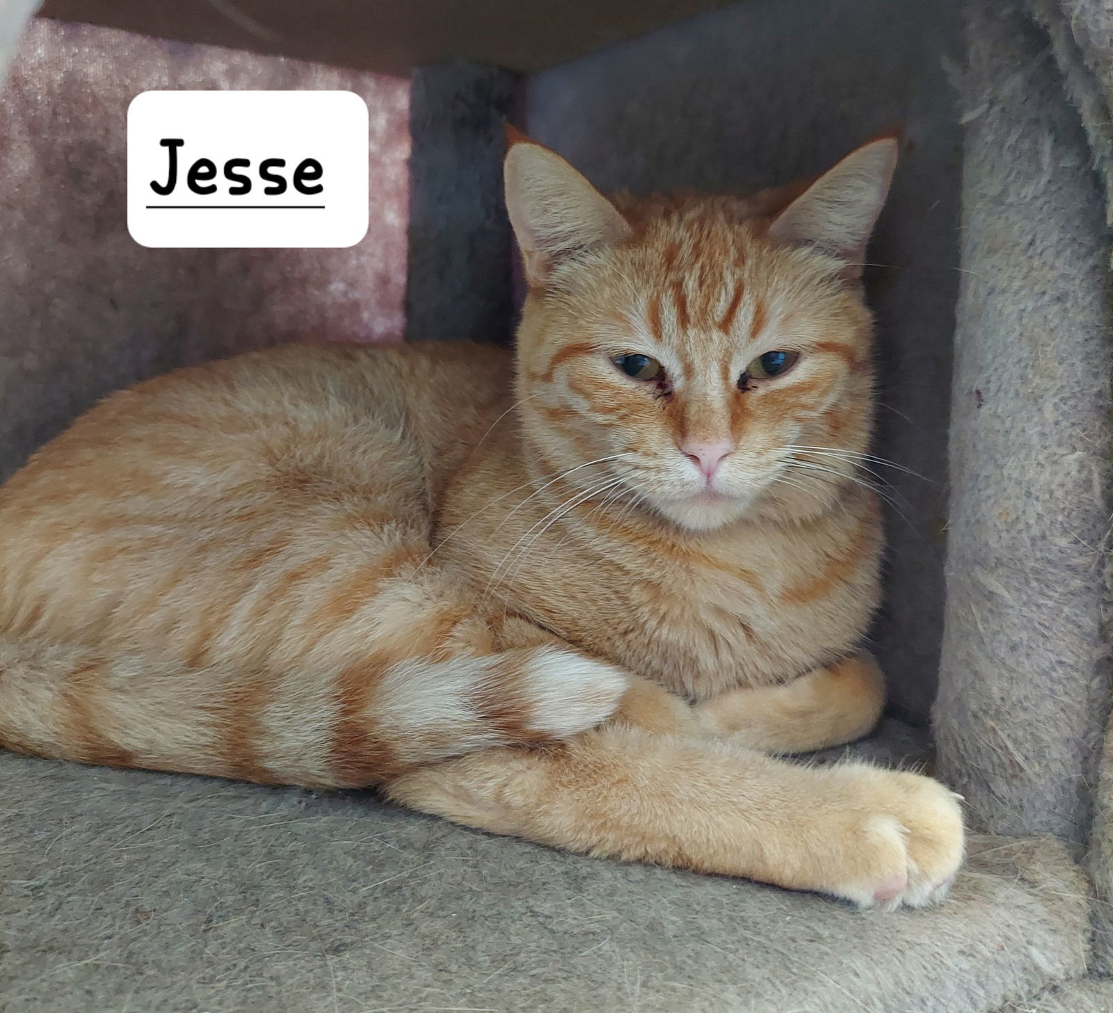 Jessie, an adoptable Domestic Short Hair in Montello, WI, 53949 | Photo Image 3