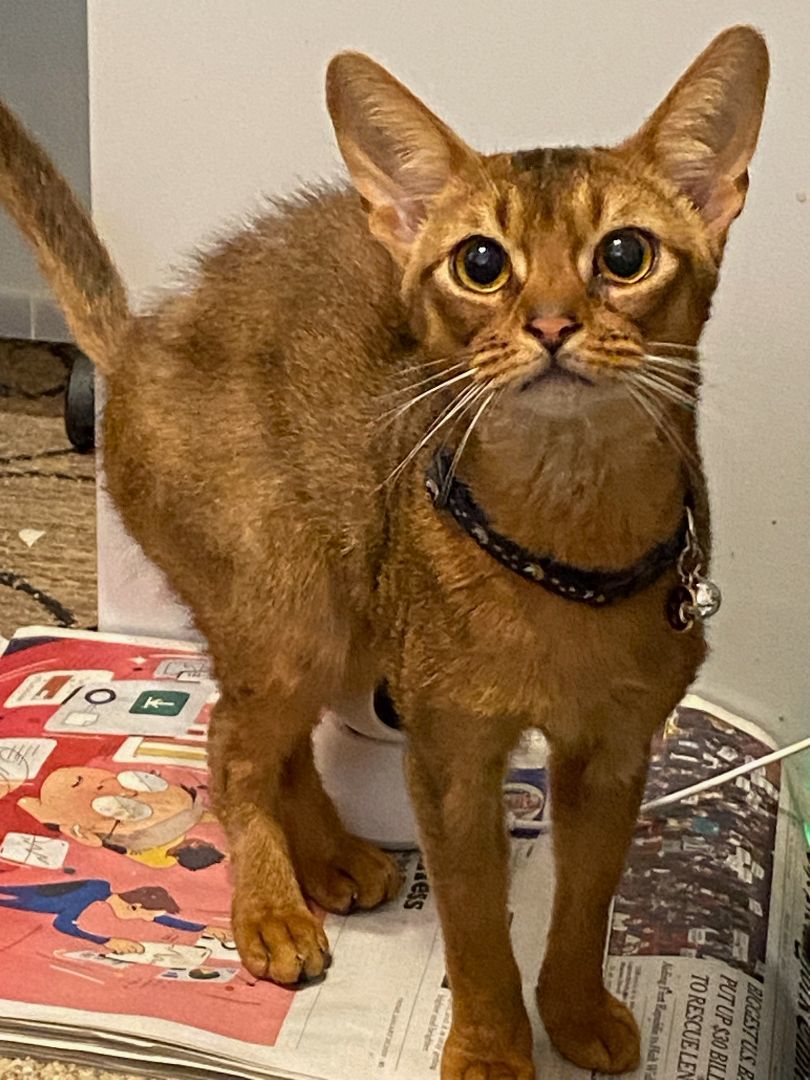 Cat for adoption - Fennec, an Abyssinian in Whittier, CA | Petfinder