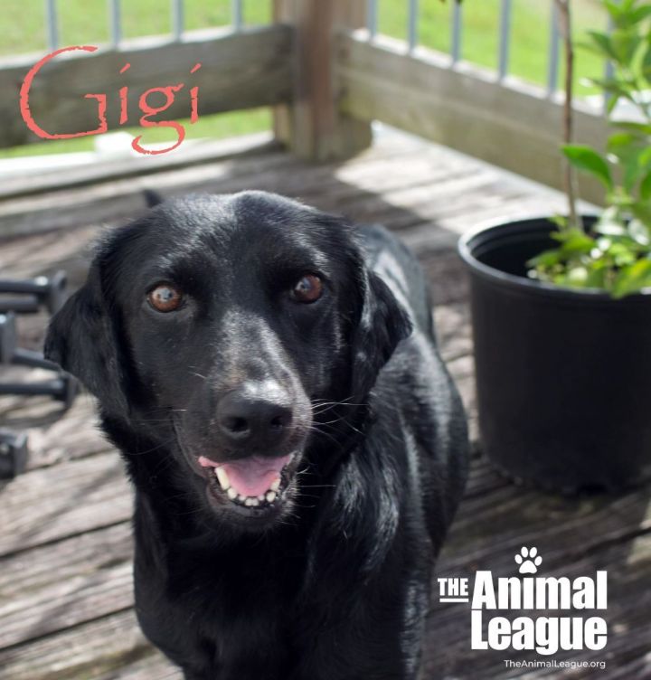 Gigi 2