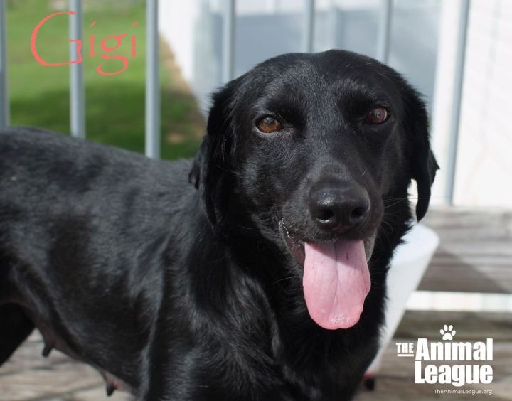 Gigi, an adoptable Black Labrador Retriever & Boykin Spaniel Mix in Clermont, FL_image-1