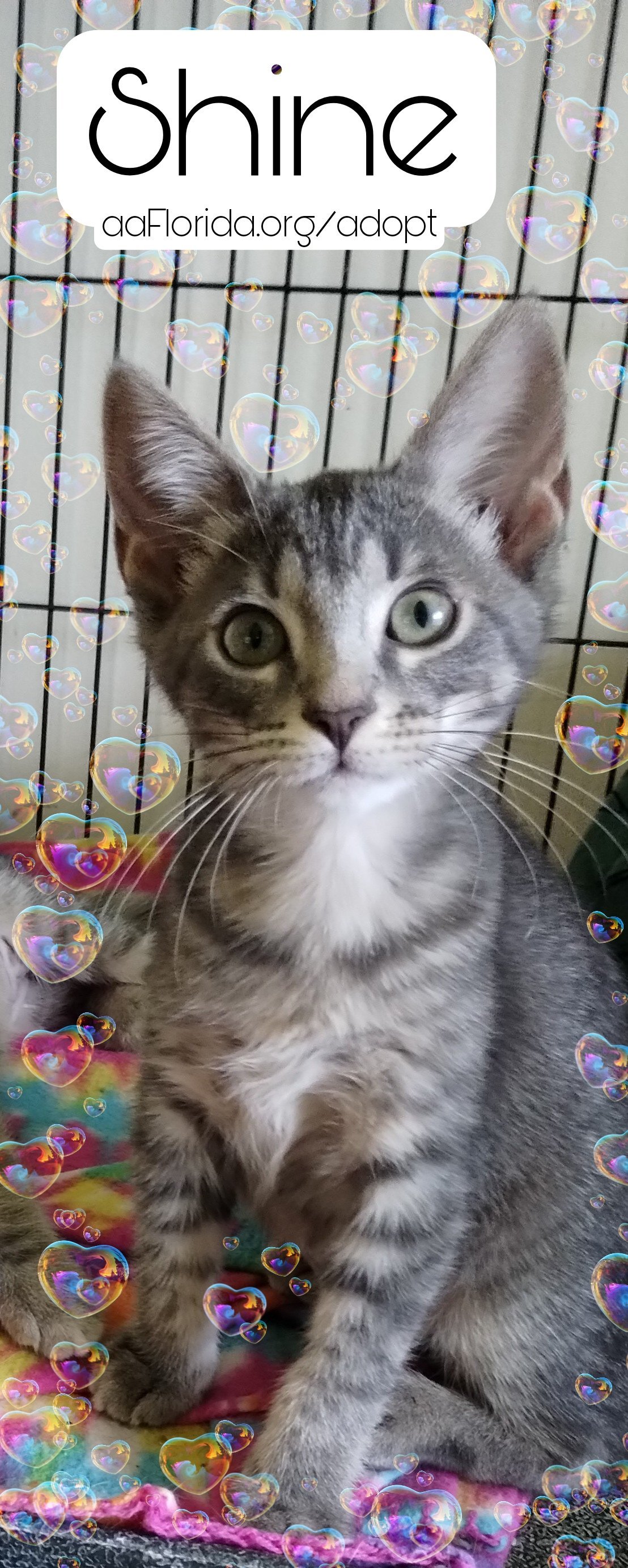 Cat for adoption Shine, a Tabby & Domestic Short Hair Mix in