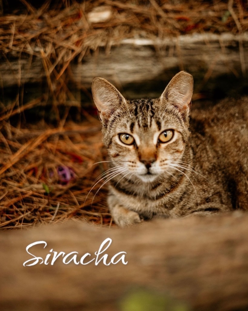 Siracha, an adoptable Domestic Short Hair in Nashville, GA, 31639 | Photo Image 1