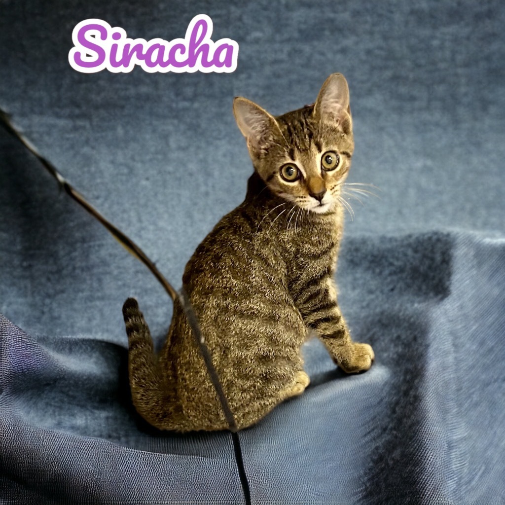 Siracha, an adoptable Domestic Short Hair in Nashville, GA, 31639 | Photo Image 2