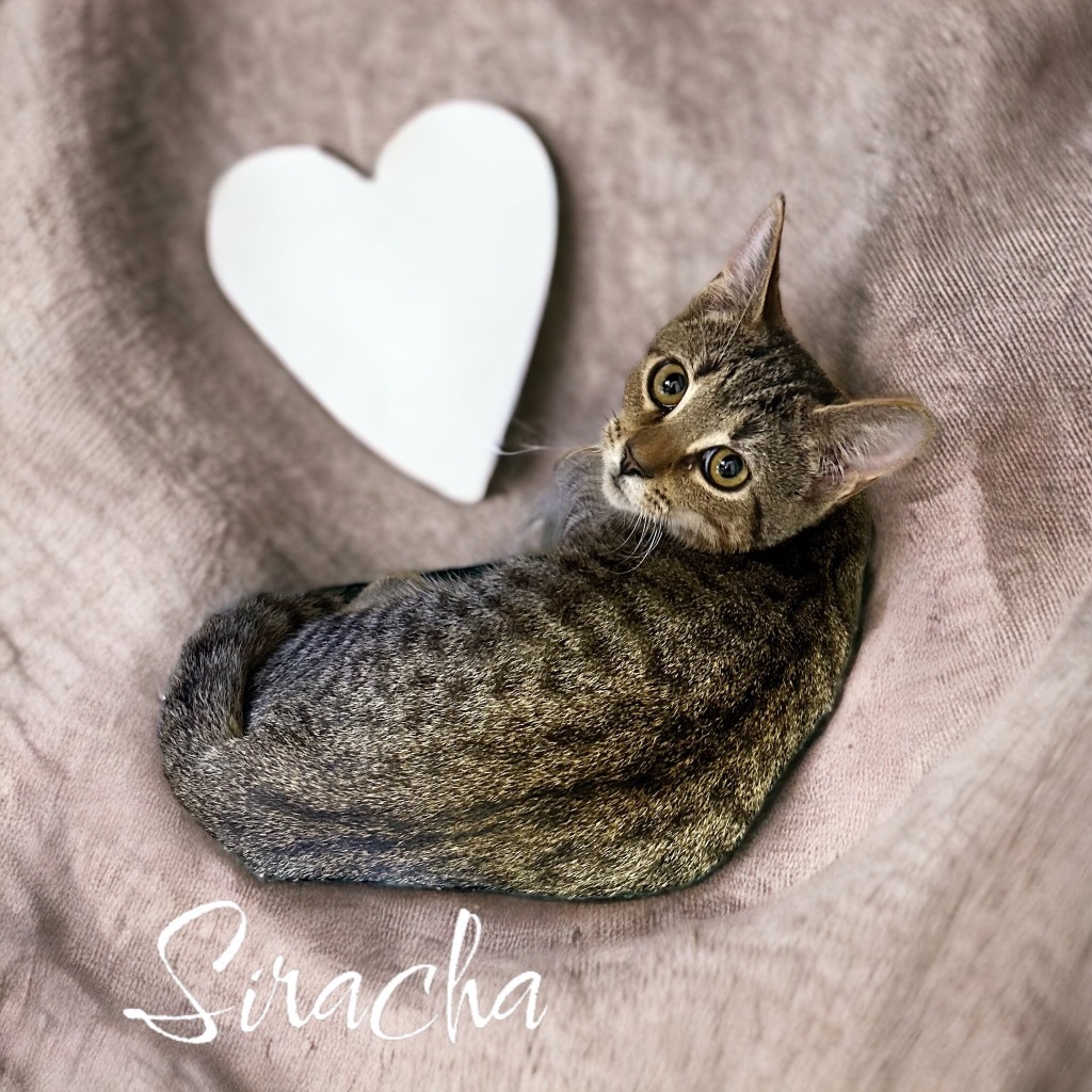 Siracha, an adoptable Domestic Short Hair in Nashville, GA, 31639 | Photo Image 3