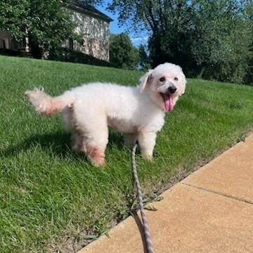 Petfinder bichon sales