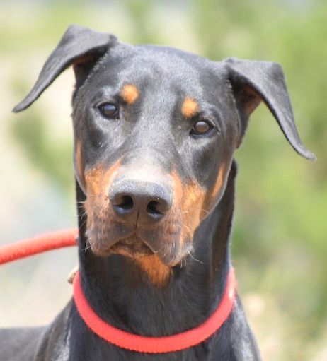 Dog For Adoption - Smokey, A Doberman Pinscher In Tehachapi, Ca 