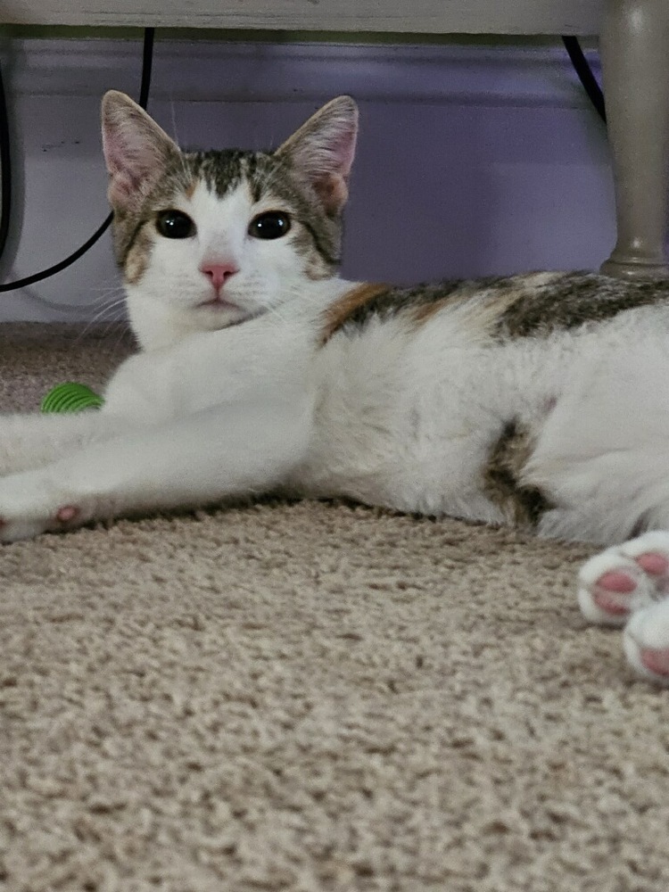 Jade, an adoptable Tabby, Domestic Short Hair in Wilmington, NC, 28411 | Photo Image 2