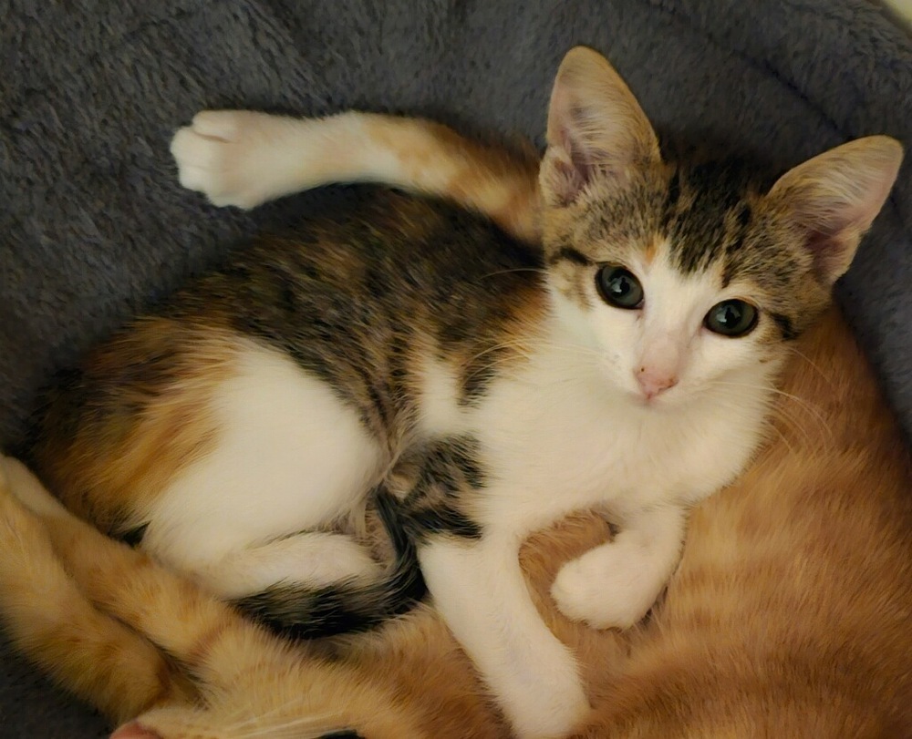 Jade, an adoptable Tabby, Domestic Short Hair in Wilmington, NC, 28411 | Photo Image 3