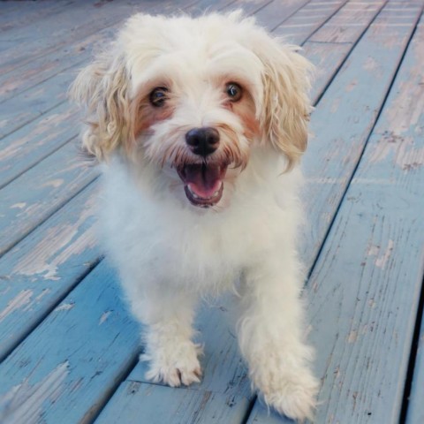 Pixie, an adoptable Havanese in Cincinnati, OH, 45247 | Photo Image 1