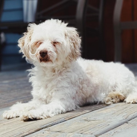 Pixie, an adoptable Havanese in Cincinnati, OH, 45247 | Photo Image 2