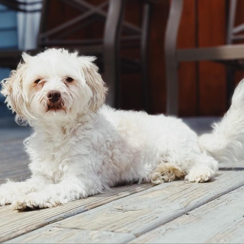 Pixie, an adoptable Havanese in Cincinnati, OH, 45247 | Photo Image 3
