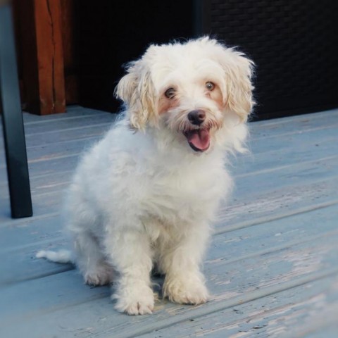 Pixie, an adoptable Havanese in Cincinnati, OH, 45247 | Photo Image 4