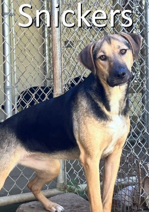 Snickers, an adoptable Coonhound, Mountain Cur in Mountain View, AR, 72560 | Photo Image 1