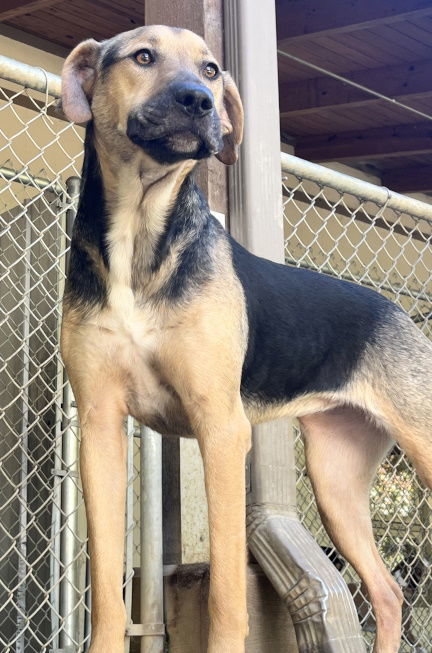 Snickers, an adoptable Mountain Cur in Mountain View, AR, 72560 | Photo Image 2