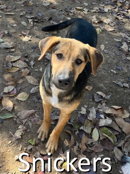 Snickers, an adoptable Mountain Cur in Mountain View, AR, 72560 | Photo Image 3