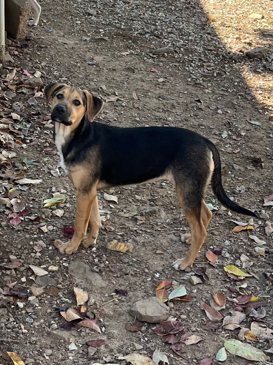 Snickers, an adoptable Coonhound, Mountain Cur in Mountain View, AR, 72560 | Photo Image 3