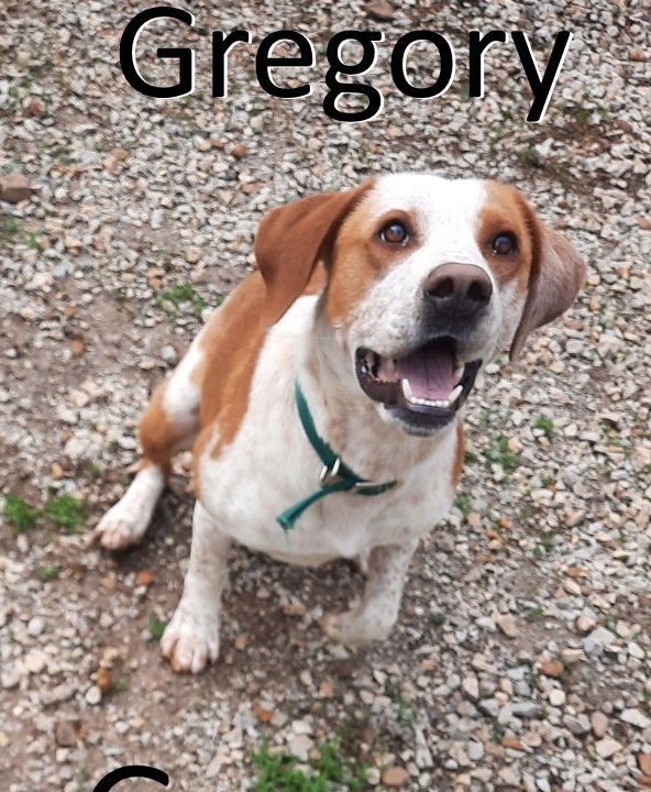 Gregory, an adoptable Pointer, Hound in Mountain View, AR, 72560 | Photo Image 1