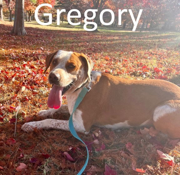 Gregory, an adoptable Pointer, Hound in Mountain View, AR, 72560 | Photo Image 2