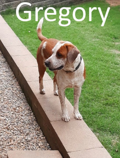 Gregory, an adoptable Pointer, Hound in Mountain View, AR, 72560 | Photo Image 3