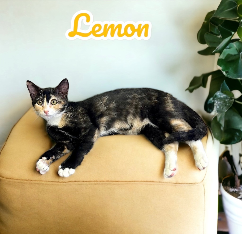 Lemon, an adoptable Calico in Nashville, GA, 31639 | Photo Image 1